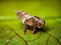 Issus coleoptratus - pose, Heesch, Netherlands Disclaimer: subject is dead and placed on a leaf. I found it in our garden.<br />
<br />
Tentative ID. This is likely the nymph of Issus coleoptratus, as adult about 5.5-7mm in size, as nymph unsure, perhaps 3-4mm. This is a flightless insect, despite the wings.<br />
https://www.jungledragon.com/image/95841/issus_coleoptratus_-_side_view_heesch_netherlands.html<br />
https://www.jungledragon.com/image/95842/issus_coleoptratus_-_waxy_filaments_heesch_netherlands.html<br />
https://www.jungledragon.com/image/95843/issus_coleoptratus_-_frontal_heesch_netherlands.html Extreme Macro,Issus coleoptratus