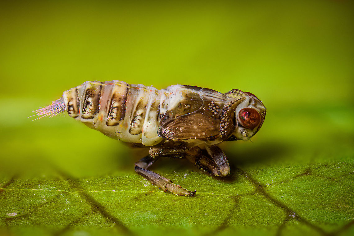 Issus coleoptratus - side view, Heesch, Netherlands Disclaimer: subject is dead and placed on a leaf. I found it in our garden.<br />
<br />
Tentative ID. This is likely the nymph of Issus coleoptratus, as adult about 5.5-7mm in size, as nymph unsure, perhaps 3-4mm. This is a flightless insect, despite the wings.<br />
<figure class="photo"><a href="https://www.jungledragon.com/image/95840/issus_coleoptratus_-_pose_heesch_netherlands.html" title="Issus coleoptratus - pose, Heesch, Netherlands"><img src="https://s3.amazonaws.com/media.jungledragon.com/images/2/95840_thumb.jpg?AWSAccessKeyId=05GMT0V3GWVNE7GGM1R2&Expires=1759968010&Signature=dUcUpzea8YJhOoW4Ylzz%2BzQyynM%3D" width="200" height="150" alt="Issus coleoptratus - pose, Heesch, Netherlands Disclaimer: subject is dead and placed on a leaf. I found it in our garden.<br />
<br />
Tentative ID. This is likely the nymph of Issus coleoptratus, as adult about 5.5-7mm in size, as nymph unsure, perhaps 3-4mm. This is a flightless insect, despite the wings.<br />
https://www.jungledragon.com/image/95841/issus_coleoptratus_-_side_view_heesch_netherlands.html<br />
https://www.jungledragon.com/image/95842/issus_coleoptratus_-_waxy_filaments_heesch_netherlands.html<br />
https://www.jungledragon.com/image/95843/issus_coleoptratus_-_frontal_heesch_netherlands.html Extreme Macro,Issus coleoptratus" /></a></figure><br />
<figure class="photo"><a href="https://www.jungledragon.com/image/95842/issus_coleoptratus_-_waxy_filaments_heesch_netherlands.html" title="Issus coleoptratus - waxy filaments, Heesch, Netherlands"><img src="https://s3.amazonaws.com/media.jungledragon.com/images/2/95842_thumb.jpg?AWSAccessKeyId=05GMT0V3GWVNE7GGM1R2&Expires=1759968010&Signature=S8%2Br1QQ7gW7MJRqGG0XWV9Lcuto%3D" width="200" height="196" alt="Issus coleoptratus - waxy filaments, Heesch, Netherlands Extreme closeup of the &quot;rainbow butt&quot; of this planthopper. <br />
<br />
These waxy filaments are sometimes seen after the nymph eating live plant material. The exact purpose of these glands is not yet known. In other cicada species this has been described as playing a role in the safe removal of honeydew by coating the excreted droplets with waxy strands preventing contamination of the body.<br />
https://www.jungledragon.com/image/95840/issus_coleoptratus_-_pose_heesch_netherlands.html<br />
https://www.jungledragon.com/image/95841/issus_coleoptratus_-_side_view_heesch_netherlands.html<br />
https://www.jungledragon.com/image/95843/issus_coleoptratus_-_frontal_heesch_netherlands.html Extreme Macro,Issus coleoptratus" /></a></figure><br />
<figure class="photo"><a href="https://www.jungledragon.com/image/95843/issus_coleoptratus_-_frontal_heesch_netherlands.html" title="Issus coleoptratus - frontal, Heesch, Netherlands"><img src="https://s3.amazonaws.com/media.jungledragon.com/images/2/95843_thumb.jpg?AWSAccessKeyId=05GMT0V3GWVNE7GGM1R2&Expires=1759968010&Signature=Lo1UUYsgSUkS5egCEqsx1SZ%2Ffkw%3D" width="200" height="170" alt="Issus coleoptratus - frontal, Heesch, Netherlands Disclaimer: subject is dead and placed on a leaf. I found it in our garden.<br />
<br />
Tentative ID. This is likely the nymph of Issus coleoptratus, as adult about 5.5-7mm in size, as nymph unsure, perhaps 3-4mm. This is a flightless insect, despite the wings.<br />
<br />
I&#039;m positively surprised by this perspective. Since extreme macro stacking is such a time consuming activity, after the other 3 perspectives, I wasn&#039;t even sure to do a frontal shot at all. Glad I did, as I did not expect the species to feature such beautiful crown-like appearance.<br />
https://www.jungledragon.com/image/95840/issus_coleoptratus_-_pose_heesch_netherlands.html<br />
https://www.jungledragon.com/image/95841/issus_coleoptratus_-_side_view_heesch_netherlands.html<br />
https://www.jungledragon.com/image/95842/issus_coleoptratus_-_waxy_filaments_heesch_netherlands.html Extreme Macro,Extreme Macro Portraits,Issus coleoptratus,WeMacro" /></a></figure> Extreme Macro,Issus coleoptratus