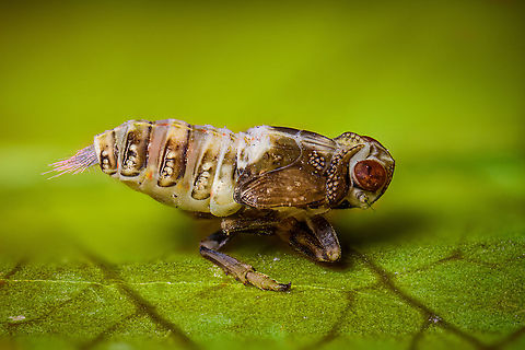 Issus coleoptratus - side view, Heesch, Netherlands Disclaimer: subject is dead and placed on a leaf. I found it in our garden.

Tentative ID. This is likely the nymph of Issus coleoptratus, as adult about 5.5-7mm in size, as nymph unsure, perhaps 3-4mm. This is a flightless insect, despite the wings.
https://www.jungledragon.com/image/95840/issus_coleoptratus_-_pose_heesch_netherlands.html
https://www.jungledragon.com/image/95842/issus_coleoptratus_-_waxy_filaments_heesch_netherlands.html
https://www.jungledragon.com/image/95843/issus_coleoptratus_-_frontal_heesch_netherlands.html Extreme Macro,Issus coleoptratus