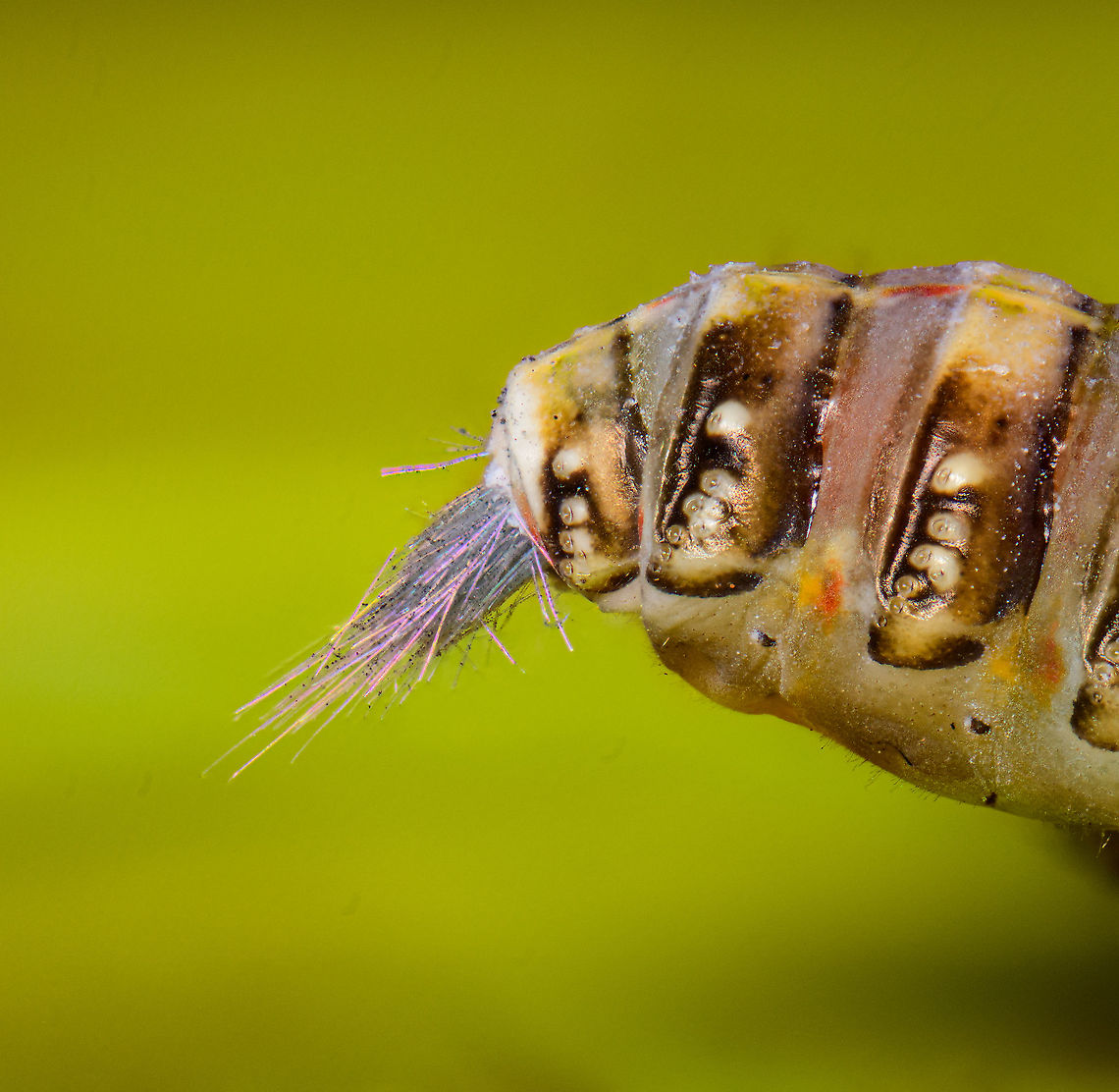 Issus coleoptratus - waxy filaments, Heesch, Netherlands Extreme closeup of the &quot;rainbow butt&quot; of this planthopper. <br />
<br />
These waxy filaments are sometimes seen after the nymph eating live plant material. The exact purpose of these glands is not yet known. In other cicada species this has been described as playing a role in the safe removal of honeydew by coating the excreted droplets with waxy strands preventing contamination of the body.<br />
<figure class="photo"><a href="https://www.jungledragon.com/image/95840/issus_coleoptratus_-_pose_heesch_netherlands.html" title="Issus coleoptratus - pose, Heesch, Netherlands"><img src="https://s3.amazonaws.com/media.jungledragon.com/images/2/95840_thumb.jpg?AWSAccessKeyId=05GMT0V3GWVNE7GGM1R2&Expires=1759968010&Signature=dUcUpzea8YJhOoW4Ylzz%2BzQyynM%3D" width="200" height="150" alt="Issus coleoptratus - pose, Heesch, Netherlands Disclaimer: subject is dead and placed on a leaf. I found it in our garden.<br />
<br />
Tentative ID. This is likely the nymph of Issus coleoptratus, as adult about 5.5-7mm in size, as nymph unsure, perhaps 3-4mm. This is a flightless insect, despite the wings.<br />
https://www.jungledragon.com/image/95841/issus_coleoptratus_-_side_view_heesch_netherlands.html<br />
https://www.jungledragon.com/image/95842/issus_coleoptratus_-_waxy_filaments_heesch_netherlands.html<br />
https://www.jungledragon.com/image/95843/issus_coleoptratus_-_frontal_heesch_netherlands.html Extreme Macro,Issus coleoptratus" /></a></figure><br />
<figure class="photo"><a href="https://www.jungledragon.com/image/95841/issus_coleoptratus_-_side_view_heesch_netherlands.html" title="Issus coleoptratus - side view, Heesch, Netherlands"><img src="https://s3.amazonaws.com/media.jungledragon.com/images/2/95841_thumb.jpg?AWSAccessKeyId=05GMT0V3GWVNE7GGM1R2&Expires=1759968010&Signature=nTqG3rOSbhm9rD5Pk1sATr1t5%2Bk%3D" width="200" height="134" alt="Issus coleoptratus - side view, Heesch, Netherlands Disclaimer: subject is dead and placed on a leaf. I found it in our garden.<br />
<br />
Tentative ID. This is likely the nymph of Issus coleoptratus, as adult about 5.5-7mm in size, as nymph unsure, perhaps 3-4mm. This is a flightless insect, despite the wings.<br />
https://www.jungledragon.com/image/95840/issus_coleoptratus_-_pose_heesch_netherlands.html<br />
https://www.jungledragon.com/image/95842/issus_coleoptratus_-_waxy_filaments_heesch_netherlands.html<br />
https://www.jungledragon.com/image/95843/issus_coleoptratus_-_frontal_heesch_netherlands.html Extreme Macro,Issus coleoptratus" /></a></figure><br />
<figure class="photo"><a href="https://www.jungledragon.com/image/95843/issus_coleoptratus_-_frontal_heesch_netherlands.html" title="Issus coleoptratus - frontal, Heesch, Netherlands"><img src="https://s3.amazonaws.com/media.jungledragon.com/images/2/95843_thumb.jpg?AWSAccessKeyId=05GMT0V3GWVNE7GGM1R2&Expires=1759968010&Signature=Lo1UUYsgSUkS5egCEqsx1SZ%2Ffkw%3D" width="200" height="170" alt="Issus coleoptratus - frontal, Heesch, Netherlands Disclaimer: subject is dead and placed on a leaf. I found it in our garden.<br />
<br />
Tentative ID. This is likely the nymph of Issus coleoptratus, as adult about 5.5-7mm in size, as nymph unsure, perhaps 3-4mm. This is a flightless insect, despite the wings.<br />
<br />
I&#039;m positively surprised by this perspective. Since extreme macro stacking is such a time consuming activity, after the other 3 perspectives, I wasn&#039;t even sure to do a frontal shot at all. Glad I did, as I did not expect the species to feature such beautiful crown-like appearance.<br />
https://www.jungledragon.com/image/95840/issus_coleoptratus_-_pose_heesch_netherlands.html<br />
https://www.jungledragon.com/image/95841/issus_coleoptratus_-_side_view_heesch_netherlands.html<br />
https://www.jungledragon.com/image/95842/issus_coleoptratus_-_waxy_filaments_heesch_netherlands.html Extreme Macro,Extreme Macro Portraits,Issus coleoptratus,WeMacro" /></a></figure> Extreme Macro,Issus coleoptratus