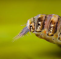 Issus coleoptratus - waxy filaments, Heesch, Netherlands Extreme closeup of the "rainbow butt" of this planthopper. <br />
<br />
These waxy filaments are sometimes seen after the nymph eating live plant material. The exact purpose of these glands is not yet known. In other cicada species this has been described as playing a role in the safe removal of honeydew by coating the excreted droplets with waxy strands preventing contamination of the body.<br />
https://www.jungledragon.com/image/95840/issus_coleoptratus_-_pose_heesch_netherlands.html<br />
https://www.jungledragon.com/image/95841/issus_coleoptratus_-_side_view_heesch_netherlands.html<br />
https://www.jungledragon.com/image/95843/issus_coleoptratus_-_frontal_heesch_netherlands.html Extreme Macro,Issus coleoptratus