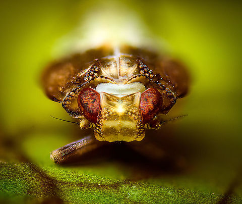 Issus coleoptratus - frontal, Heesch, Netherlands Disclaimer: subject is dead and placed on a leaf. I found it in our garden.

Tentative ID. This is likely the nymph of Issus coleoptratus, as adult about 5.5-7mm in size, as nymph unsure, perhaps 3-4mm. This is a flightless insect, despite the wings.

I'm positively surprised by this perspective. Since extreme macro stacking is such a time consuming activity, after the other 3 perspectives, I wasn't even sure to do a frontal shot at all. Glad I did, as I did not expect the species to feature such beautiful crown-like appearance.
https://www.jungledragon.com/image/95840/issus_coleoptratus_-_pose_heesch_netherlands.html
https://www.jungledragon.com/image/95841/issus_coleoptratus_-_side_view_heesch_netherlands.html
https://www.jungledragon.com/image/95842/issus_coleoptratus_-_waxy_filaments_heesch_netherlands.html Extreme Macro,Extreme Macro Portraits,Issus coleoptratus,WeMacro