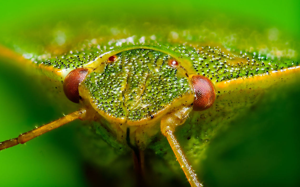 Green shield bug - frontal, Heesch, Netherlands <figure class="photo"><a href="https://www.jungledragon.com/image/95919/green_shield_bug_-_top_view_heesch_netherlands.html" title="Green shield bug - top view, Heesch, Netherlands"><img src="https://s3.amazonaws.com/media.jungledragon.com/images/2/95919_thumb.jpg?AWSAccessKeyId=05GMT0V3GWVNE7GGM1R2&Expires=1759968010&Signature=KmoYclQHwnKbtW2GuXKAPbB4nYQ%3D" width="200" height="134" alt="Green shield bug - top view, Heesch, Netherlands https://www.jungledragon.com/image/95918/green_shield_bug_-_top_view_2_heesch_netherlands.html<br />
https://www.jungledragon.com/image/95917/green_shield_bug_-_frontal_heesch_netherlands.html Extreme Macro,Green shield bug,Palomena prasina" /></a></figure><br />
<figure class="photo"><a href="https://www.jungledragon.com/image/95918/green_shield_bug_-_top_view_2_heesch_netherlands.html" title="Green shield bug - top view 2, Heesch, Netherlands"><img src="https://s3.amazonaws.com/media.jungledragon.com/images/2/95918_thumb.jpg?AWSAccessKeyId=05GMT0V3GWVNE7GGM1R2&Expires=1759968010&Signature=SyE6SN7nNofNzbj%2F4Mh4InV5qHw%3D" width="200" height="200" alt="Green shield bug - top view 2, Heesch, Netherlands https://www.jungledragon.com/image/95919/green_shield_bug_-_top_view_heesch_netherlands.html<br />
https://www.jungledragon.com/image/95917/green_shield_bug_-_frontal_heesch_netherlands.html Extreme Macro,Green shield bug,Palomena prasina" /></a></figure> Extreme Macro,Green shield bug,Palomena prasina