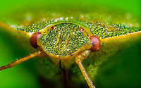 Green shield bug - frontal, Heesch, Netherlands https://www.jungledragon.com/image/95919/green_shield_bug_-_top_view_heesch_netherlands.html<br />
https://www.jungledragon.com/image/95918/green_shield_bug_-_top_view_2_heesch_netherlands.html Extreme Macro,Green shield bug,Palomena prasina
