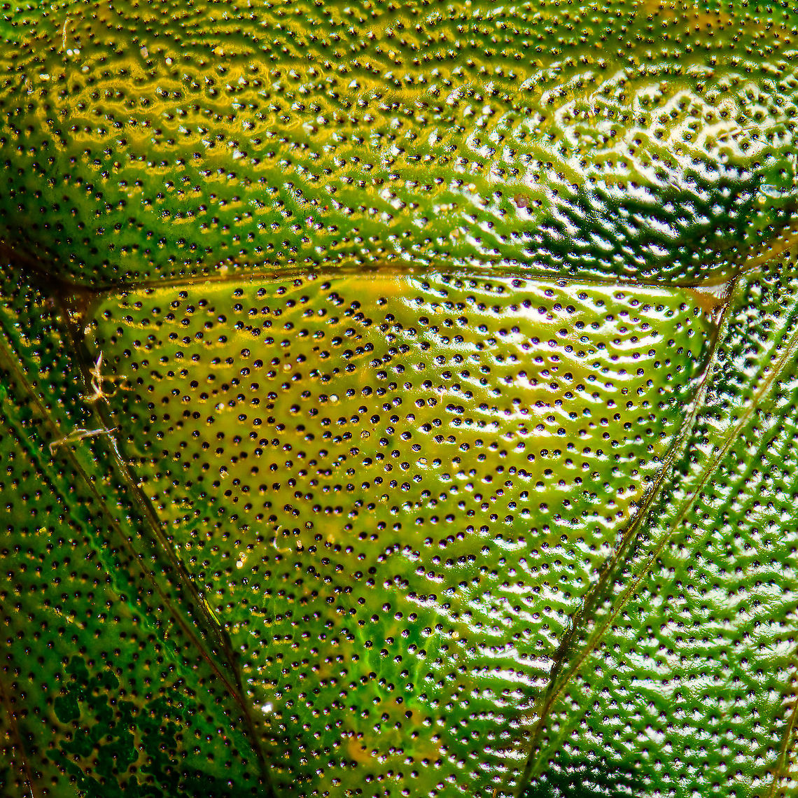 Green shield bug - top view 2, Heesch, Netherlands <figure class="photo"><a href="https://www.jungledragon.com/image/95919/green_shield_bug_-_top_view_heesch_netherlands.html" title="Green shield bug - top view, Heesch, Netherlands"><img src="https://s3.amazonaws.com/media.jungledragon.com/images/2/95919_thumb.jpg?AWSAccessKeyId=05GMT0V3GWVNE7GGM1R2&Expires=1759968010&Signature=KmoYclQHwnKbtW2GuXKAPbB4nYQ%3D" width="200" height="134" alt="Green shield bug - top view, Heesch, Netherlands https://www.jungledragon.com/image/95918/green_shield_bug_-_top_view_2_heesch_netherlands.html<br />
https://www.jungledragon.com/image/95917/green_shield_bug_-_frontal_heesch_netherlands.html Extreme Macro,Green shield bug,Palomena prasina" /></a></figure><br />
<figure class="photo"><a href="https://www.jungledragon.com/image/95917/green_shield_bug_-_frontal_heesch_netherlands.html" title="Green shield bug - frontal, Heesch, Netherlands"><img src="https://s3.amazonaws.com/media.jungledragon.com/images/2/95917_thumb.jpg?AWSAccessKeyId=05GMT0V3GWVNE7GGM1R2&Expires=1759968010&Signature=uJhqurTRNsNYSmxy2Iej66wW97E%3D" width="200" height="126" alt="Green shield bug - frontal, Heesch, Netherlands https://www.jungledragon.com/image/95919/green_shield_bug_-_top_view_heesch_netherlands.html<br />
https://www.jungledragon.com/image/95918/green_shield_bug_-_top_view_2_heesch_netherlands.html Extreme Macro,Green shield bug,Palomena prasina" /></a></figure> Extreme Macro,Green shield bug,Palomena prasina