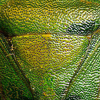 Green shield bug - top view 2, Heesch, Netherlands https://www.jungledragon.com/image/95919/green_shield_bug_-_top_view_heesch_netherlands.html<br />
https://www.jungledragon.com/image/95917/green_shield_bug_-_frontal_heesch_netherlands.html Extreme Macro,Green shield bug,Palomena prasina