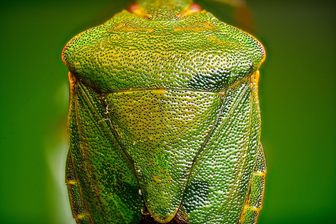 Green shield bug - top view, Heesch, Netherlands <figure class="photo"><a href="https://www.jungledragon.com/image/95918/green_shield_bug_-_top_view_2_heesch_netherlands.html" title="Green shield bug - top view 2, Heesch, Netherlands"><img src="https://s3.amazonaws.com/media.jungledragon.com/images/2/95918_thumb.jpg?AWSAccessKeyId=05GMT0V3GWVNE7GGM1R2&Expires=1767225610&Signature=YXbI2q04eHPZ%2BV97Ai%2BDsC%2FdHGg%3D" width="200" height="200" alt="Green shield bug - top view 2, Heesch, Netherlands https://www.jungledragon.com/image/95919/green_shield_bug_-_top_view_heesch_netherlands.html<br />
https://www.jungledragon.com/image/95917/green_shield_bug_-_frontal_heesch_netherlands.html Extreme Macro,Green shield bug,Palomena prasina" /></a></figure><br />
<figure class="photo"><a href="https://www.jungledragon.com/image/95917/green_shield_bug_-_frontal_heesch_netherlands.html" title="Green shield bug - frontal, Heesch, Netherlands"><img src="https://s3.amazonaws.com/media.jungledragon.com/images/2/95917_thumb.jpg?AWSAccessKeyId=05GMT0V3GWVNE7GGM1R2&Expires=1767225610&Signature=HVVQqaHHS3WsjR5irabS3w0oikQ%3D" width="200" height="126" alt="Green shield bug - frontal, Heesch, Netherlands https://www.jungledragon.com/image/95919/green_shield_bug_-_top_view_heesch_netherlands.html<br />
https://www.jungledragon.com/image/95918/green_shield_bug_-_top_view_2_heesch_netherlands.html Extreme Macro,Green shield bug,Palomena prasina" /></a></figure> Extreme Macro,Green shield bug,Palomena prasina