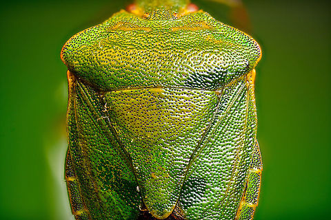 Green shield bug - top view, Heesch, Netherlands https://www.jungledragon.com/image/95918/green_shield_bug_-_top_view_2_heesch_netherlands.html
https://www.jungledragon.com/image/95917/green_shield_bug_-_frontal_heesch_netherlands.html Extreme Macro,Green shield bug,Palomena prasina