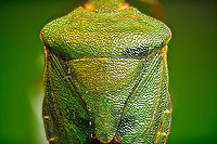 Green shield bug - top view, Heesch, Netherlands https://www.jungledragon.com/image/95918/green_shield_bug_-_top_view_2_heesch_netherlands.html<br />
https://www.jungledragon.com/image/95917/green_shield_bug_-_frontal_heesch_netherlands.html Extreme Macro,Green shield bug,Palomena prasina