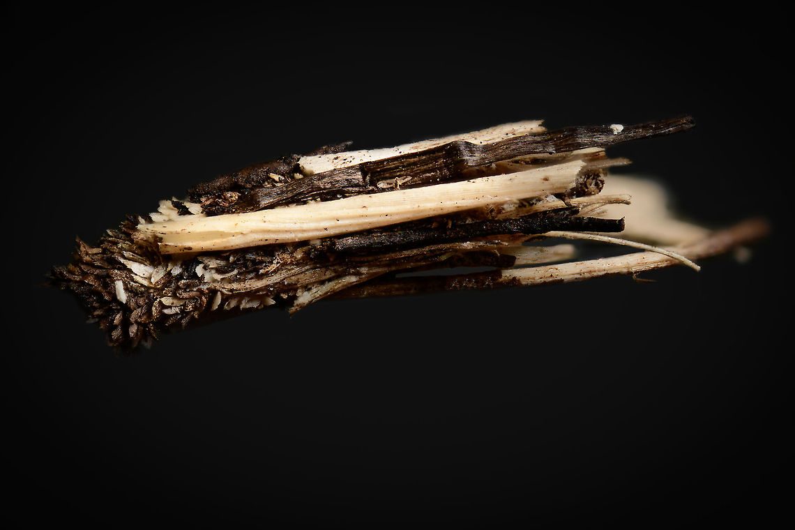 Common Bagworm Moth, Heesch, Netherlands As the name suggests, highly common, in fact the most common bagworm in the Netherlands. Still, I was thrilled to find it. In particular because the 1:1 macro lens I use in the field is a little short in magnification for this topic. <br />
<br />
I found it whilst peeking into my little pond in the garden, where in the corner of my eye I saw a little twig moving on its own on the garden floor. Subject size of the inner case is 8-12mm, yet individual building material may sometimes extend the total outside length.<br />
<br />
I only carefully pinned a twig that was part of the case, not the larvae itself. It&#039;s unharmed and released. <br />
<figure class="photo"><a href="https://www.jungledragon.com/image/95928/common_bagworm_moth_-_larvae_heesch_netherlands.html" title="Common Bagworm Moth - Larvae, Heesch, Netherlands"><img src="https://s3.amazonaws.com/media.jungledragon.com/images/2/95928_thumb.jpg?AWSAccessKeyId=05GMT0V3GWVNE7GGM1R2&Expires=1759968010&Signature=RlNR1PWtXKYsQg4rvf%2FZc8po0Io%3D" width="200" height="146" alt="Common Bagworm Moth - Larvae, Heesch, Netherlands Although the result may not be that shocking, I&#039;m very happy with how this turned out as it&#039;s a very tricky shot. <br />
<br />
This is a lengthy subject (&gt; 1cm),  which means when doing a frontal it is very deep. Given the tiny step size at 5x magnification (20-30 &mu;m), just getting the above limited depth of field is already a 100 photo stack. This in itself is fine, as it&#039;s a largely automated process.<br />
<br />
Much more problematic is the tiny focus distance between lens and subject. Which means I couldn&#039;t actually see the case entry or the larva. I didn&#039;t even know if it was in there, or where exactly. It&#039;s equally difficult to get any light directed exactly into the case entry, as you just don&#039;t have room to maneuver. <br />
<br />
Hence I was happily surprised to see the larva at all in the end result. You can actually see it twice, as it moved during the stacking process. I could have Photoshopped that away, but decided to keep it.<br />
https://www.jungledragon.com/image/95929/common_bagworm_moth_-_larvae_crop_heesch_netherlands.html<br />
https://www.jungledragon.com/image/95927/common_bagworm_moth_heesch_netherlands.html Common Bagworm Moth,Extreme Macro,Psyche casta,WeMacro" /></a></figure><br />
<figure class="photo"><a href="https://www.jungledragon.com/image/95929/common_bagworm_moth_-_larvae_crop_heesch_netherlands.html" title="Common Bagworm Moth - Larvae crop, Heesch, Netherlands"><img src="https://s3.amazonaws.com/media.jungledragon.com/images/2/95929_thumb.jpg?AWSAccessKeyId=05GMT0V3GWVNE7GGM1R2&Expires=1759968010&Signature=Rj6%2FxZ4GhbvkPPfZQ30BYzQL0aQ%3D" width="200" height="146" alt="Common Bagworm Moth - Larvae crop, Heesch, Netherlands Although the result may not be that shocking, I&#039;m very happy with how this turned out as it&#039;s a very tricky shot. <br />
<br />
This is a lengthy subject (&gt; 1cm),  which means when doing a frontal it is very deep. Given the tiny step size at 5x magnification (20-30 &mu;m), just getting the above limited depth of field is already a 100 photo stack. This in itself is fine, as it&#039;s a largely automated process.<br />
<br />
Much more problematic is the tiny focus distance between lens and subject. Which means I couldn&#039;t actually see the case entry or the larva. I didn&#039;t even know if it was in there, or where exactly. It&#039;s equally difficult to get any light directed exactly into the case entry, as you just don&#039;t have room to maneuver. <br />
<br />
Hence I was happily surprised to see the larva at all in the end result. You can actually see it twice, as it moved during the stacking process. I could have Photoshopped that away, but decided to keep it.<br />
https://www.jungledragon.com/image/95928/common_bagworm_moth_-_larvae_heesch_netherlands.html<br />
https://www.jungledragon.com/image/95927/common_bagworm_moth_heesch_netherlands.html Common Bagworm Moth,Extreme Macro,Psyche casta" /></a></figure> Extreme Macro,Psyche casta,WeMacro