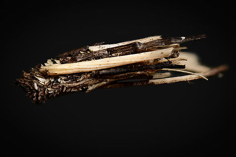 Common Bagworm Moth, Heesch, Netherlands As the name suggests, highly common, in fact the most common bagworm in the Netherlands. Still, I was thrilled to find it. In particular because the 1:1 macro lens I use in the field is a little short in magnification for this topic. 

I found it whilst peeking into my little pond in the garden, where in the corner of my eye I saw a little twig moving on its own on the garden floor. Subject size of the inner case is 8-12mm, yet individual building material may sometimes extend the total outside length.

I only carefully pinned a twig that was part of the case, not the larvae itself. It's unharmed and released. 
https://www.jungledragon.com/image/95928/common_bagworm_moth_-_larvae_heesch_netherlands.html
https://www.jungledragon.com/image/95929/common_bagworm_moth_-_larvae_crop_heesch_netherlands.html Extreme Macro,Psyche casta,WeMacro