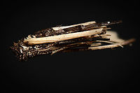 Common Bagworm Moth, Heesch, Netherlands As the name suggests, highly common, in fact the most common bagworm in the Netherlands. Still, I was thrilled to find it. In particular because the 1:1 macro lens I use in the field is a little short in magnification for this topic. <br />
<br />
I found it whilst peeking into my little pond in the garden, where in the corner of my eye I saw a little twig moving on its own on the garden floor. Subject size of the inner case is 8-12mm, yet individual building material may sometimes extend the total outside length.<br />
<br />
I only carefully pinned a twig that was part of the case, not the larvae itself. It's unharmed and released. <br />
https://www.jungledragon.com/image/95928/common_bagworm_moth_-_larvae_heesch_netherlands.html<br />
https://www.jungledragon.com/image/95929/common_bagworm_moth_-_larvae_crop_heesch_netherlands.html Extreme Macro,Psyche casta,WeMacro