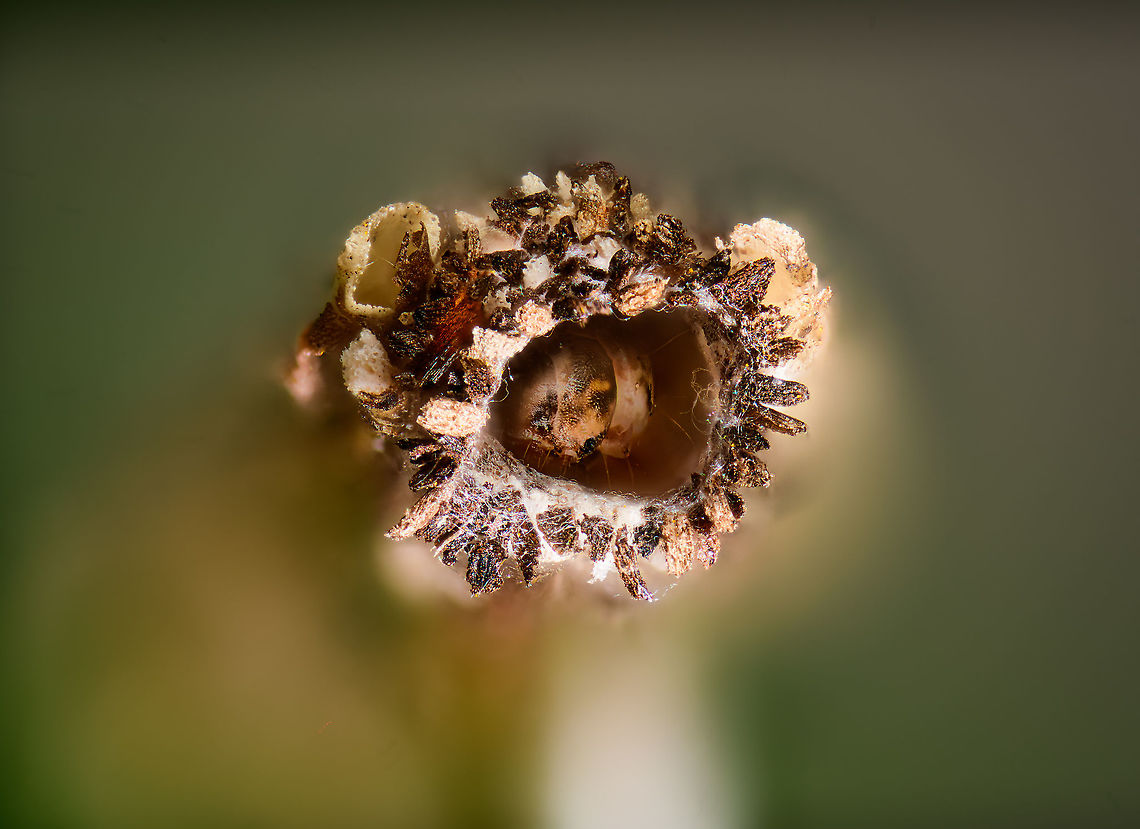 Common Bagworm Moth - Larvae, Heesch, Netherlands Although the result may not be that shocking, I&#039;m very happy with how this turned out as it&#039;s a very tricky shot. <br />
<br />
This is a lengthy subject (&gt; 1cm),  which means when doing a frontal it is very deep. Given the tiny step size at 5x magnification (20-30 &mu;m), just getting the above limited depth of field is already a 100 photo stack. This in itself is fine, as it&#039;s a largely automated process.<br />
<br />
Much more problematic is the tiny focus distance between lens and subject. Which means I couldn&#039;t actually see the case entry or the larva. I didn&#039;t even know if it was in there, or where exactly. It&#039;s equally difficult to get any light directed exactly into the case entry, as you just don&#039;t have room to maneuver. <br />
<br />
Hence I was happily surprised to see the larva at all in the end result. You can actually see it twice, as it moved during the stacking process. I could have Photoshopped that away, but decided to keep it.<br />
<figure class="photo"><a href="https://www.jungledragon.com/image/95929/common_bagworm_moth_-_larvae_crop_heesch_netherlands.html" title="Common Bagworm Moth - Larvae crop, Heesch, Netherlands"><img src="https://s3.amazonaws.com/media.jungledragon.com/images/2/95929_thumb.jpg?AWSAccessKeyId=05GMT0V3GWVNE7GGM1R2&Expires=1759968010&Signature=Rj6%2FxZ4GhbvkPPfZQ30BYzQL0aQ%3D" width="200" height="146" alt="Common Bagworm Moth - Larvae crop, Heesch, Netherlands Although the result may not be that shocking, I&#039;m very happy with how this turned out as it&#039;s a very tricky shot. <br />
<br />
This is a lengthy subject (&gt; 1cm),  which means when doing a frontal it is very deep. Given the tiny step size at 5x magnification (20-30 &mu;m), just getting the above limited depth of field is already a 100 photo stack. This in itself is fine, as it&#039;s a largely automated process.<br />
<br />
Much more problematic is the tiny focus distance between lens and subject. Which means I couldn&#039;t actually see the case entry or the larva. I didn&#039;t even know if it was in there, or where exactly. It&#039;s equally difficult to get any light directed exactly into the case entry, as you just don&#039;t have room to maneuver. <br />
<br />
Hence I was happily surprised to see the larva at all in the end result. You can actually see it twice, as it moved during the stacking process. I could have Photoshopped that away, but decided to keep it.<br />
https://www.jungledragon.com/image/95928/common_bagworm_moth_-_larvae_heesch_netherlands.html<br />
https://www.jungledragon.com/image/95927/common_bagworm_moth_heesch_netherlands.html Common Bagworm Moth,Extreme Macro,Psyche casta" /></a></figure><br />
<figure class="photo"><a href="https://www.jungledragon.com/image/95927/common_bagworm_moth_heesch_netherlands.html" title="Common Bagworm Moth, Heesch, Netherlands"><img src="https://s3.amazonaws.com/media.jungledragon.com/images/2/95927_thumb.jpg?AWSAccessKeyId=05GMT0V3GWVNE7GGM1R2&Expires=1759968010&Signature=CUgjbeTZvaInC7RLfBOuU0Nm9QE%3D" width="200" height="134" alt="Common Bagworm Moth, Heesch, Netherlands As the name suggests, highly common, in fact the most common bagworm in the Netherlands. Still, I was thrilled to find it. In particular because the 1:1 macro lens I use in the field is a little short in magnification for this topic. <br />
<br />
I found it whilst peeking into my little pond in the garden, where in the corner of my eye I saw a little twig moving on its own on the garden floor. Subject size of the inner case is 8-12mm, yet individual building material may sometimes extend the total outside length.<br />
<br />
I only carefully pinned a twig that was part of the case, not the larvae itself. It&#039;s unharmed and released. <br />
https://www.jungledragon.com/image/95928/common_bagworm_moth_-_larvae_heesch_netherlands.html<br />
https://www.jungledragon.com/image/95929/common_bagworm_moth_-_larvae_crop_heesch_netherlands.html Extreme Macro,Psyche casta,WeMacro" /></a></figure> Common Bagworm Moth,Extreme Macro,Psyche casta,WeMacro