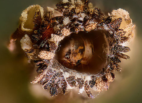 Common Bagworm Moth - Larvae crop, Heesch, Netherlands Although the result may not be that shocking, I'm very happy with how this turned out as it's a very tricky shot. 

This is a lengthy subject (> 1cm),  which means when doing a frontal it is very deep. Given the tiny step size at 5x magnification (20-30 μm), just getting the above limited depth of field is already a 100 photo stack. This in itself is fine, as it's a largely automated process.

Much more problematic is the tiny focus distance between lens and subject. Which means I couldn't actually see the case entry or the larva. I didn't even know if it was in there, or where exactly. It's equally difficult to get any light directed exactly into the case entry, as you just don't have room to maneuver. 

Hence I was happily surprised to see the larva at all in the end result. You can actually see it twice, as it moved during the stacking process. I could have Photoshopped that away, but decided to keep it.
https://www.jungledragon.com/image/95928/common_bagworm_moth_-_larvae_heesch_netherlands.html
https://www.jungledragon.com/image/95927/common_bagworm_moth_heesch_netherlands.html Common Bagworm Moth,Extreme Macro,Psyche casta