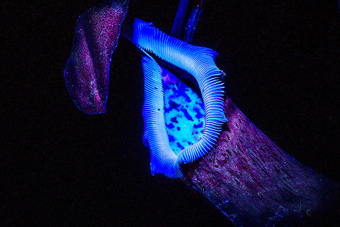 Nepenthes - UV, Heesch, Netherlands Henriette bought me this pretty large Nepenthes plant a few weeks ago, exact species unknown. I decided to try and photograph it under UV light. In this case I'm using a pretty strong UV flashlight in a fully dark room.  Europe,Heesch,Netherlands,Ultra Violet Light,World
