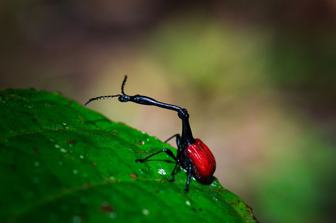 Male Giraffe Weevil on leaf - sideview Third and last set of photos of a wonderful spotting of this bizarre insect in Ranomafana, Madagascar. Giraffe Beetle,Madagascar,Ranomafana National Park,Trachelophorus giraffa