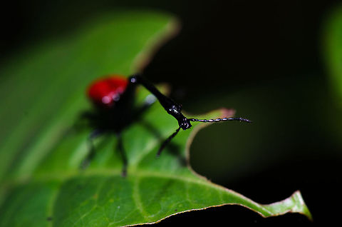 Neck first The depth of field in this photo highlight how long the neck of this strange insect is compared to its body. Giraffe Beetle,Madagascar,Ranomafana National Park,Trachelophorus giraffa