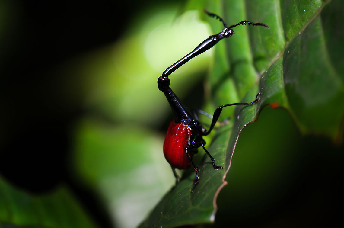 Giraffe Weevil reaching for the top We have this one printed out and hanging in our living room, at a size of about 1m. We mostly enjoy the response of visitors: &quot;what the #$#@ is that???&quot;. Giraffe Beetle,Madagascar,Ranomafana National Park,Trachelophorus giraffa