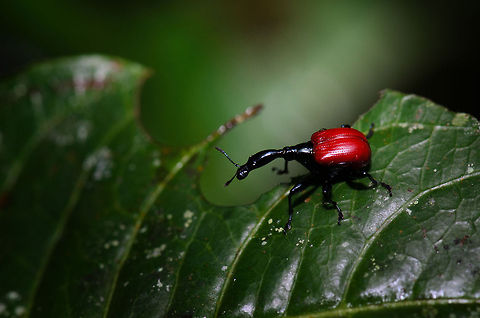 All those necks are for this The insanely long necks on male Giraffe Beetles have on purpose only: the female you see above. Giraffe Beetle,Madagascar,Ranomafana National Park,Trachelophorus giraffa