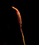 Wall screw-moss sporophyte (5x), Heesch, Netherlands Found on cement in the garden, a bit dried out. <br />
https://www.jungledragon.com/image/96116/wall_screw-moss_sporophyte_heesch_netherlands.html Extreme Macro,Tortula muralis,Wall screw-moss