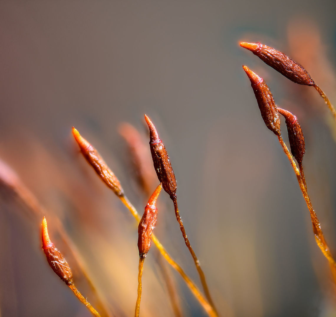Wall screw-moss sporophyte, Heesch, Netherlands Found on cement in the garden, a bit dried out. <br />
<figure class="photo"><a href="https://www.jungledragon.com/image/96115/wall_screw-moss_sporophyte_5x_heesch_netherlands.html" title="Wall screw-moss sporophyte (5x), Heesch, Netherlands"><img src="https://s3.amazonaws.com/media.jungledragon.com/images/2/96115_thumb.jpg?AWSAccessKeyId=05GMT0V3GWVNE7GGM1R2&Expires=1759968010&Signature=cJSCwYt8x5IjVppHEMN%2BgXpdUKs%3D" width="132" height="152" alt="Wall screw-moss sporophyte (5x), Heesch, Netherlands Found on cement in the garden, a bit dried out. <br />
https://www.jungledragon.com/image/96116/wall_screw-moss_sporophyte_heesch_netherlands.html Extreme Macro,Tortula muralis,Wall screw-moss" /></a></figure> Extreme Macro,Tortula muralis