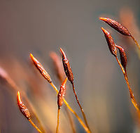 Wall screw-moss sporophyte, Heesch, Netherlands Found on cement in the garden, a bit dried out. <br />
https://www.jungledragon.com/image/96115/wall_screw-moss_sporophyte_5x_heesch_netherlands.html Extreme Macro,Tortula muralis