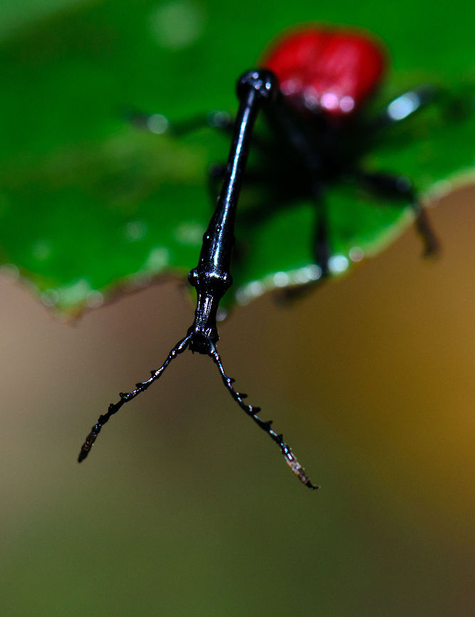Cliffhanger A male Giraffe beetle in Ranomafana, Madagascar peeks over the edge of a leaf, at times like these clumsy long necks do come in handy. Giraffe Beetle,Madagascar,Ranomafana National Park,Trachelophorus giraffa