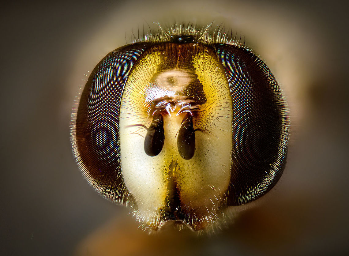 Bird hover fly - frontal, Heesch, Netherlands Disclaimer: insect is dead, and staged.<br />
<br />
A beautiful species of hover fly from the Eupeodes genus, Aphid eaters in english, &quot;Comma hover flies&quot; in dutch.<br />
<figure class="photo"><a href="https://www.jungledragon.com/image/96123/bird_hover_fly_-_head_heesch_netherlands.html" title="Bird hover fly - head, Heesch, Netherlands"><img src="https://s3.amazonaws.com/media.jungledragon.com/images/2/96123_thumb.jpg?AWSAccessKeyId=05GMT0V3GWVNE7GGM1R2&Expires=1767225610&Signature=U9Nr0E%2BXD%2FE0Ffq%2BmP9%2FmgjPi28%3D" width="200" height="124" alt="Bird hover fly - head, Heesch, Netherlands Disclaimer: insect is dead, and staged.<br />
<br />
A beautiful species of hover fly from the Eupeodes genus, Aphid eaters in english, &quot;Comma hover flies&quot; in dutch.<br />
https://www.jungledragon.com/image/96120/bird_hover_fly_-_frontal_heesch_netherlands.html<br />
https://www.jungledragon.com/image/96122/bird_hover_fly_heesch_netherlands.html<br />
https://www.jungledragon.com/image/96121/bird_hover_fly_-_top_heesch_netherlands.html Bird hover fly,Eupeodes volucris,Extreme Macro" /></a></figure><br />
<figure class="photo"><a href="https://www.jungledragon.com/image/96122/bird_hover_fly_heesch_netherlands.html" title="Bird hover fly, Heesch, Netherlands"><img src="https://s3.amazonaws.com/media.jungledragon.com/images/2/96122_thumb.jpg?AWSAccessKeyId=05GMT0V3GWVNE7GGM1R2&Expires=1767225610&Signature=jth%2FfID7iGq8RXN64%2FkfV1Fab84%3D" width="200" height="104" alt="Bird hover fly, Heesch, Netherlands Disclaimer: insect is dead, and staged.<br />
<br />
A beautiful species of hover fly from the Eupeodes genus, Aphid eaters in english, &quot;Comma hover flies&quot; in dutch.<br />
https://www.jungledragon.com/image/96120/bird_hover_fly_-_frontal_heesch_netherlands.html<br />
https://www.jungledragon.com/image/96123/bird_hover_fly_-_head_heesch_netherlands.html<br />
https://www.jungledragon.com/image/96121/bird_hover_fly_-_top_heesch_netherlands.html Eupeodes volucris,Extreme Macro,WeMacro" /></a></figure><br />
<figure class="photo"><a href="https://www.jungledragon.com/image/96121/bird_hover_fly_-_top_heesch_netherlands.html" title="Bird hover fly - top, Heesch, Netherlands"><img src="https://s3.amazonaws.com/media.jungledragon.com/images/2/96121_thumb.jpg?AWSAccessKeyId=05GMT0V3GWVNE7GGM1R2&Expires=1767225610&Signature=uD7KSApEdNfBRo4KmLeHGlswKhg%3D" width="84" height="152" alt="Bird hover fly - top, Heesch, Netherlands Disclaimer: insect is dead, and staged.<br />
<br />
A beautiful species of hover fly from the Eupeodes genus, Aphid eaters in english, &quot;Comma hover flies&quot; in dutch.<br />
https://www.jungledragon.com/image/96120/bird_hover_fly_-_frontal_heesch_netherlands.html<br />
https://www.jungledragon.com/image/96123/bird_hover_fly_-_head_heesch_netherlands.html<br />
https://www.jungledragon.com/image/96122/bird_hover_fly_heesch_netherlands.html Bird hover fly,Eupeodes volucris,Extreme Macro" /></a></figure> Bird hover fly,Eupeodes volucris,Extreme Macro,Extreme Macro Portraits,WeMacro