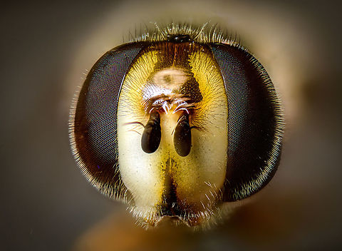 Bird hover fly - frontal, Heesch, Netherlands Disclaimer: insect is dead, and staged.

A beautiful species of hover fly from the Eupeodes genus, Aphid eaters in english, "Comma hover flies" in dutch.
https://www.jungledragon.com/image/96123/bird_hover_fly_-_head_heesch_netherlands.html
https://www.jungledragon.com/image/96122/bird_hover_fly_heesch_netherlands.html
https://www.jungledragon.com/image/96121/bird_hover_fly_-_top_heesch_netherlands.html Bird hover fly,Eupeodes volucris,Extreme Macro,Extreme Macro Portraits,WeMacro