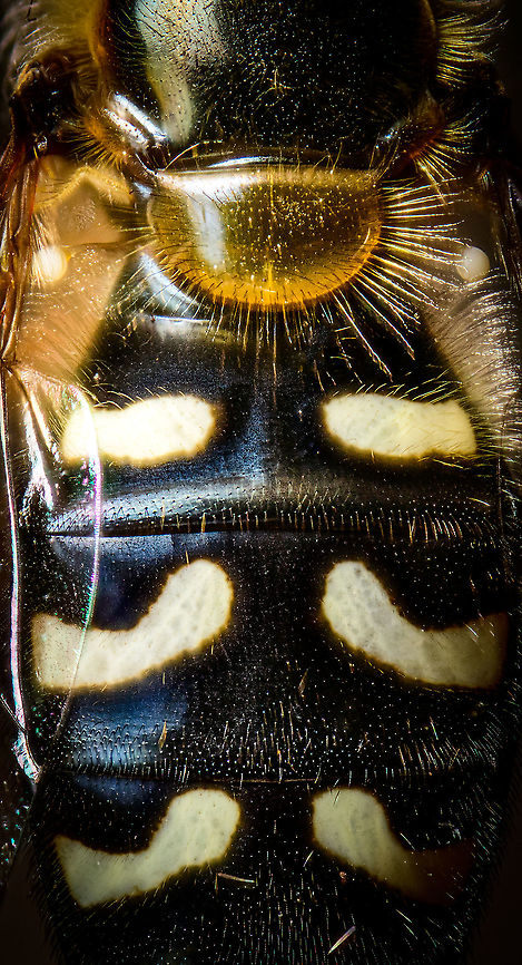 Bird hover fly - top, Heesch, Netherlands Disclaimer: insect is dead, and staged.<br />
<br />
A beautiful species of hover fly from the Eupeodes genus, Aphid eaters in english, &quot;Comma hover flies&quot; in dutch.<br />
<figure class="photo"><a href="https://www.jungledragon.com/image/96120/bird_hover_fly_-_frontal_heesch_netherlands.html" title="Bird hover fly - frontal, Heesch, Netherlands"><img src="https://s3.amazonaws.com/media.jungledragon.com/images/2/96120_thumb.jpg?AWSAccessKeyId=05GMT0V3GWVNE7GGM1R2&Expires=1759968010&Signature=rW%2BcqM1VVXbitXemuUvOVJsf4es%3D" width="200" height="148" alt="Bird hover fly - frontal, Heesch, Netherlands Disclaimer: insect is dead, and staged.<br />
<br />
A beautiful species of hover fly from the Eupeodes genus, Aphid eaters in english, &quot;Comma hover flies&quot; in dutch.<br />
https://www.jungledragon.com/image/96123/bird_hover_fly_-_head_heesch_netherlands.html<br />
https://www.jungledragon.com/image/96122/bird_hover_fly_heesch_netherlands.html<br />
https://www.jungledragon.com/image/96121/bird_hover_fly_-_top_heesch_netherlands.html Bird hover fly,Eupeodes volucris,Extreme Macro,Extreme Macro Portraits,WeMacro" /></a></figure><br />
<figure class="photo"><a href="https://www.jungledragon.com/image/96123/bird_hover_fly_-_head_heesch_netherlands.html" title="Bird hover fly - head, Heesch, Netherlands"><img src="https://s3.amazonaws.com/media.jungledragon.com/images/2/96123_thumb.jpg?AWSAccessKeyId=05GMT0V3GWVNE7GGM1R2&Expires=1759968010&Signature=%2Bm%2BwdPSIFbxWSJ71U1sddBylmJw%3D" width="200" height="124" alt="Bird hover fly - head, Heesch, Netherlands Disclaimer: insect is dead, and staged.<br />
<br />
A beautiful species of hover fly from the Eupeodes genus, Aphid eaters in english, &quot;Comma hover flies&quot; in dutch.<br />
https://www.jungledragon.com/image/96120/bird_hover_fly_-_frontal_heesch_netherlands.html<br />
https://www.jungledragon.com/image/96122/bird_hover_fly_heesch_netherlands.html<br />
https://www.jungledragon.com/image/96121/bird_hover_fly_-_top_heesch_netherlands.html Bird hover fly,Eupeodes volucris,Extreme Macro" /></a></figure><br />
<figure class="photo"><a href="https://www.jungledragon.com/image/96122/bird_hover_fly_heesch_netherlands.html" title="Bird hover fly, Heesch, Netherlands"><img src="https://s3.amazonaws.com/media.jungledragon.com/images/2/96122_thumb.jpg?AWSAccessKeyId=05GMT0V3GWVNE7GGM1R2&Expires=1759968010&Signature=XYjHVcnO99cPdqA4TikIMQwytA8%3D" width="200" height="104" alt="Bird hover fly, Heesch, Netherlands Disclaimer: insect is dead, and staged.<br />
<br />
A beautiful species of hover fly from the Eupeodes genus, Aphid eaters in english, &quot;Comma hover flies&quot; in dutch.<br />
https://www.jungledragon.com/image/96120/bird_hover_fly_-_frontal_heesch_netherlands.html<br />
https://www.jungledragon.com/image/96123/bird_hover_fly_-_head_heesch_netherlands.html<br />
https://www.jungledragon.com/image/96121/bird_hover_fly_-_top_heesch_netherlands.html Eupeodes volucris,Extreme Macro,WeMacro" /></a></figure> Bird hover fly,Eupeodes volucris,Extreme Macro