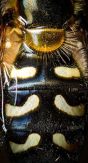 Bird hover fly - top, Heesch, Netherlands Disclaimer: insect is dead, and staged.

A beautiful species of hover fly from the Eupeodes genus, Aphid eaters in english, "Comma hover flies" in dutch.
https://www.jungledragon.com/image/96120/bird_hover_fly_-_frontal_heesch_netherlands.html
https://www.jungledragon.com/image/96123/bird_hover_fly_-_head_heesch_netherlands.html
https://www.jungledragon.com/image/96122/bird_hover_fly_heesch_netherlands.html Bird hover fly,Eupeodes volucris,Extreme Macro
