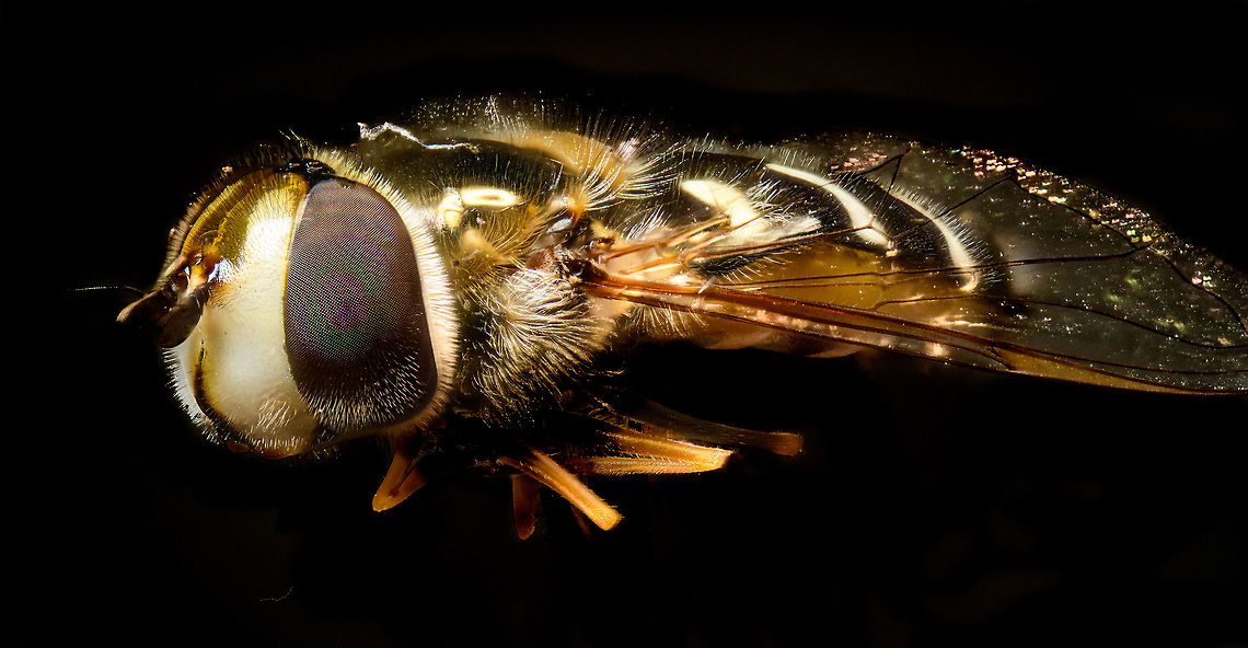 Bird hover fly, Heesch, Netherlands Disclaimer: insect is dead, and staged.<br />
<br />
A beautiful species of hover fly from the Eupeodes genus, Aphid eaters in english, "Comma hover flies" in dutch.<br />
<figure class="photo"><a href="https://www.jungledragon.com/image/96120/bird_hover_fly_-_frontal_heesch_netherlands.html" title="Bird hover fly - frontal, Heesch, Netherlands"><img src="https://s3.amazonaws.com/media.jungledragon.com/images/2/96120_thumb.jpg?AWSAccessKeyId=05GMT0V3GWVNE7GGM1R2&Expires=1770854410&Signature=pC1NhsUwjifR%2F5ppMJlqHIU0%2Bls%3D" width="200" height="148" alt="Bird hover fly - frontal, Heesch, Netherlands Disclaimer: insect is dead, and staged.<br />
<br />
A beautiful species of hover fly from the Eupeodes genus, Aphid eaters in english, "Comma hover flies" in dutch.<br />
https://www.jungledragon.com/image/96123/bird_hover_fly_-_head_heesch_netherlands.html<br />
https://www.jungledragon.com/image/96122/bird_hover_fly_heesch_netherlands.html<br />
https://www.jungledragon.com/image/96121/bird_hover_fly_-_top_heesch_netherlands.html Bird hover fly,Eupeodes volucris,Extreme Macro,Extreme Macro Portraits,WeMacro" /></a></figure><br />
<figure class="photo"><a href="https://www.jungledragon.com/image/96123/bird_hover_fly_-_head_heesch_netherlands.html" title="Bird hover fly - head, Heesch, Netherlands"><img src="https://s3.amazonaws.com/media.jungledragon.com/images/2/96123_thumb.jpg?AWSAccessKeyId=05GMT0V3GWVNE7GGM1R2&Expires=1770854410&Signature=UxqyrlgG3Fqqi9EEWqGwYyTzebk%3D" width="200" height="124" alt="Bird hover fly - head, Heesch, Netherlands Disclaimer: insect is dead, and staged.<br />
<br />
A beautiful species of hover fly from the Eupeodes genus, Aphid eaters in english, "Comma hover flies" in dutch.<br />
https://www.jungledragon.com/image/96120/bird_hover_fly_-_frontal_heesch_netherlands.html<br />
https://www.jungledragon.com/image/96122/bird_hover_fly_heesch_netherlands.html<br />
https://www.jungledragon.com/image/96121/bird_hover_fly_-_top_heesch_netherlands.html Bird hover fly,Eupeodes volucris,Extreme Macro" /></a></figure><br />
<figure class="photo"><a href="https://www.jungledragon.com/image/96121/bird_hover_fly_-_top_heesch_netherlands.html" title="Bird hover fly - top, Heesch, Netherlands"><img src="https://s3.amazonaws.com/media.jungledragon.com/images/2/96121_thumb.jpg?AWSAccessKeyId=05GMT0V3GWVNE7GGM1R2&Expires=1770854410&Signature=VRTSgIE2%2BdTc0DtS%2FyJvSL3Je2A%3D" width="84" height="152" alt="Bird hover fly - top, Heesch, Netherlands Disclaimer: insect is dead, and staged.<br />
<br />
A beautiful species of hover fly from the Eupeodes genus, Aphid eaters in english, "Comma hover flies" in dutch.<br />
https://www.jungledragon.com/image/96120/bird_hover_fly_-_frontal_heesch_netherlands.html<br />
https://www.jungledragon.com/image/96123/bird_hover_fly_-_head_heesch_netherlands.html<br />
https://www.jungledragon.com/image/96122/bird_hover_fly_heesch_netherlands.html Bird hover fly,Eupeodes volucris,Extreme Macro" /></a></figure> Eupeodes volucris,Extreme Macro,WeMacro