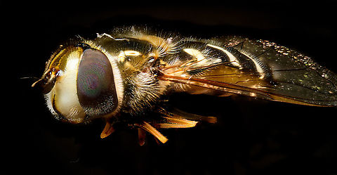Bird hover fly, Heesch, Netherlands Disclaimer: insect is dead, and staged.

A beautiful species of hover fly from the Eupeodes genus, Aphid eaters in english, "Comma hover flies" in dutch.
https://www.jungledragon.com/image/96120/bird_hover_fly_-_frontal_heesch_netherlands.html
https://www.jungledragon.com/image/96123/bird_hover_fly_-_head_heesch_netherlands.html
https://www.jungledragon.com/image/96121/bird_hover_fly_-_top_heesch_netherlands.html Eupeodes volucris,Extreme Macro,WeMacro