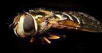 Bird hover fly, Heesch, Netherlands Disclaimer: insect is dead, and staged.<br />
<br />
A beautiful species of hover fly from the Eupeodes genus, Aphid eaters in english, "Comma hover flies" in dutch.<br />
https://www.jungledragon.com/image/96120/bird_hover_fly_-_frontal_heesch_netherlands.html<br />
https://www.jungledragon.com/image/96123/bird_hover_fly_-_head_heesch_netherlands.html<br />
https://www.jungledragon.com/image/96121/bird_hover_fly_-_top_heesch_netherlands.html Eupeodes volucris,Extreme Macro,WeMacro
