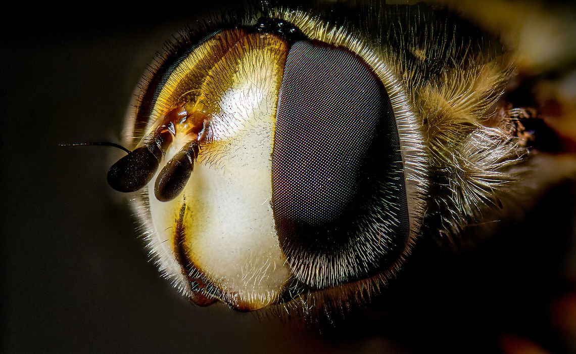 Bird hover fly - head, Heesch, Netherlands Disclaimer: insect is dead, and staged.<br />
<br />
A beautiful species of hover fly from the Eupeodes genus, Aphid eaters in english, &quot;Comma hover flies&quot; in dutch.<br />
<figure class="photo"><a href="https://www.jungledragon.com/image/96120/bird_hover_fly_-_frontal_heesch_netherlands.html" title="Bird hover fly - frontal, Heesch, Netherlands"><img src="https://s3.amazonaws.com/media.jungledragon.com/images/2/96120_thumb.jpg?AWSAccessKeyId=05GMT0V3GWVNE7GGM1R2&Expires=1767225610&Signature=mlEDcZ3CM2IuY9x3Mg4%2F9lkdmlw%3D" width="200" height="148" alt="Bird hover fly - frontal, Heesch, Netherlands Disclaimer: insect is dead, and staged.<br />
<br />
A beautiful species of hover fly from the Eupeodes genus, Aphid eaters in english, &quot;Comma hover flies&quot; in dutch.<br />
https://www.jungledragon.com/image/96123/bird_hover_fly_-_head_heesch_netherlands.html<br />
https://www.jungledragon.com/image/96122/bird_hover_fly_heesch_netherlands.html<br />
https://www.jungledragon.com/image/96121/bird_hover_fly_-_top_heesch_netherlands.html Bird hover fly,Eupeodes volucris,Extreme Macro,Extreme Macro Portraits,WeMacro" /></a></figure><br />
<figure class="photo"><a href="https://www.jungledragon.com/image/96122/bird_hover_fly_heesch_netherlands.html" title="Bird hover fly, Heesch, Netherlands"><img src="https://s3.amazonaws.com/media.jungledragon.com/images/2/96122_thumb.jpg?AWSAccessKeyId=05GMT0V3GWVNE7GGM1R2&Expires=1767225610&Signature=jth%2FfID7iGq8RXN64%2FkfV1Fab84%3D" width="200" height="104" alt="Bird hover fly, Heesch, Netherlands Disclaimer: insect is dead, and staged.<br />
<br />
A beautiful species of hover fly from the Eupeodes genus, Aphid eaters in english, &quot;Comma hover flies&quot; in dutch.<br />
https://www.jungledragon.com/image/96120/bird_hover_fly_-_frontal_heesch_netherlands.html<br />
https://www.jungledragon.com/image/96123/bird_hover_fly_-_head_heesch_netherlands.html<br />
https://www.jungledragon.com/image/96121/bird_hover_fly_-_top_heesch_netherlands.html Eupeodes volucris,Extreme Macro,WeMacro" /></a></figure><br />
<figure class="photo"><a href="https://www.jungledragon.com/image/96121/bird_hover_fly_-_top_heesch_netherlands.html" title="Bird hover fly - top, Heesch, Netherlands"><img src="https://s3.amazonaws.com/media.jungledragon.com/images/2/96121_thumb.jpg?AWSAccessKeyId=05GMT0V3GWVNE7GGM1R2&Expires=1767225610&Signature=uD7KSApEdNfBRo4KmLeHGlswKhg%3D" width="84" height="152" alt="Bird hover fly - top, Heesch, Netherlands Disclaimer: insect is dead, and staged.<br />
<br />
A beautiful species of hover fly from the Eupeodes genus, Aphid eaters in english, &quot;Comma hover flies&quot; in dutch.<br />
https://www.jungledragon.com/image/96120/bird_hover_fly_-_frontal_heesch_netherlands.html<br />
https://www.jungledragon.com/image/96123/bird_hover_fly_-_head_heesch_netherlands.html<br />
https://www.jungledragon.com/image/96122/bird_hover_fly_heesch_netherlands.html Bird hover fly,Eupeodes volucris,Extreme Macro" /></a></figure> Bird hover fly,Eupeodes volucris,Extreme Macro