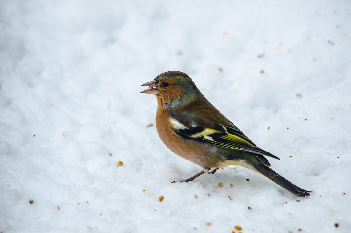 Thankful Chaffinch It&#039;s quite cold in the Netherlands for a few days now, an excellent time to take good care of the garden birds :) Chaffinch,Fringilla coelebs,Garden,Heesch