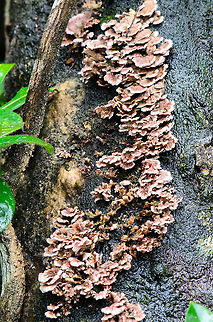 Fungus in Ranomafana, Madagascar Specie yet unknown. Fungi,Madagascar,Ranomafana National Park,Schizophyllum commune