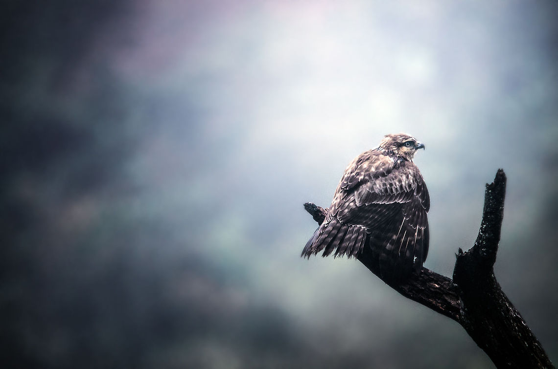 Madagascar Buzzard in Ranomafana At the end of an exhausting 8 hour steep and wet walk in Ranomafana we were rewarded with this Madagascar Buzzard, who sat still for several minutes on this tree.  Buteo brachypterus,Madagascar,Madagascar Buzzard,Ranomafana National Park