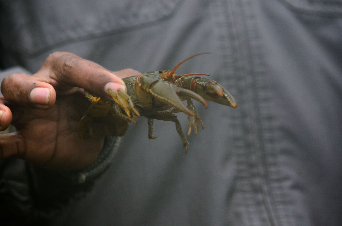 Madagascar brown crayfish: Astacoides madagascariensis During our walk in the Ranomafana rainforest of Madagascar, we came across two local women hiking the rainforest in search of food. They carried with them two crayfish, a blue one and a brown one that they snatched from the river. This is the brown one, held by our guide.<br />
<br />
I&#039;m not 100% sure about this identification, here is my source of reference: <br />
<br />
<a href="http://iz.carnegiemnh.org/crayfish/NewAstacidea/species.asp?g=Astacoides&amp;s=madagascariensis&amp;ssp=" rel="nofollow">http://iz.carnegiemnh.org/crayfish/NewAstacidea/species.asp?g=Astacoides&amp;s=madagascariensis&amp;ssp=</a> Astacoides madagascariensis,Madagascar,Madagascar Freshwater Crayfish,Ranomafana National Park