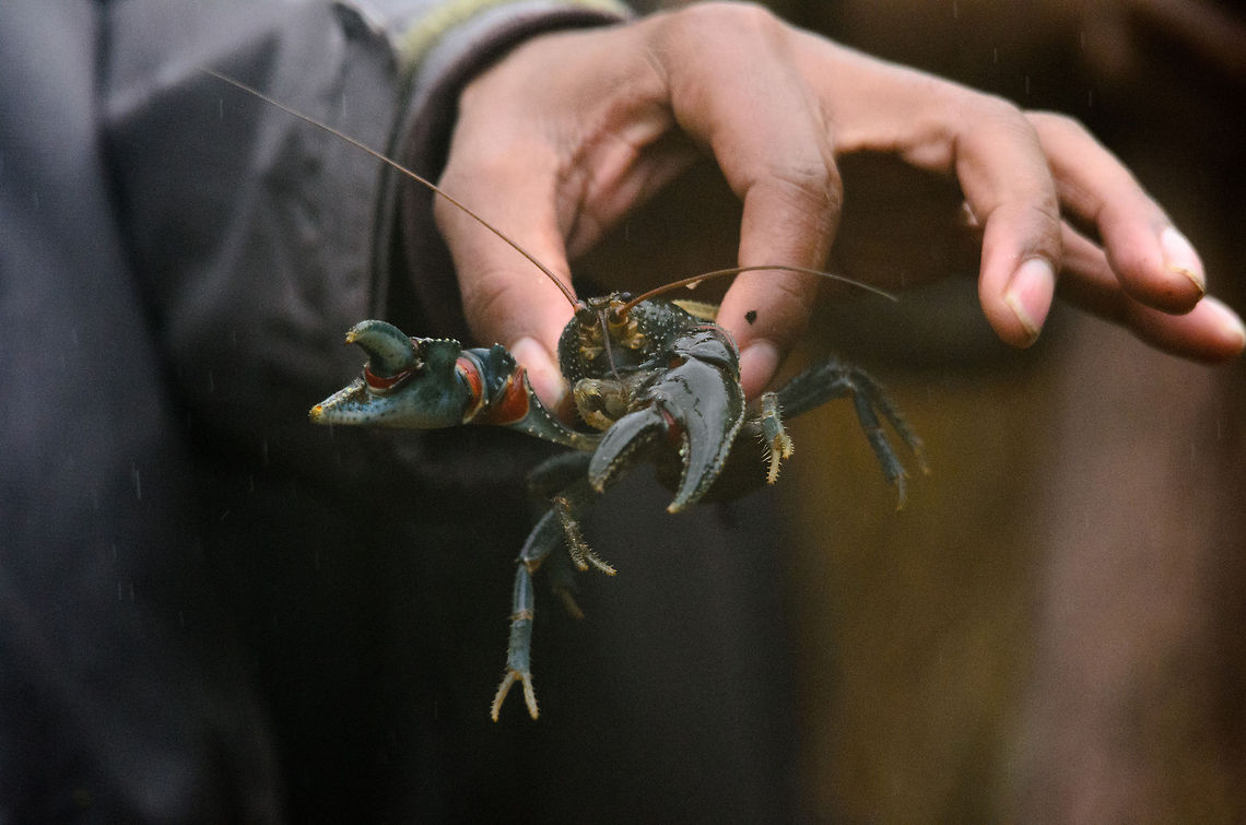 Madagascar blue crayfish: Astacoides granulimanus During our walk in the Ranomafana rainforest of Madagascar, we came across two local women hiking the rainforest in search of food. They carried with them two crayfish, a blue one and a brown one that they snatched from the river. This is the blue one, held by our guide.<br />
<br />
I'm not 100% sure about this identification, here is my source of reference: <br />
<br />
<a href="http://iz.carnegiemnh.org/crayfish/NewAstacidea/species.asp?g=Astacoides&amp;s=granulimanus&amp;ssp=" rel="nofollow">http://iz.carnegiemnh.org/crayfish/NewAstacidea/species.asp?g=Astacoides&amp;s=granulimanus&amp;ssp=</a> Astacoides granulimanus,Madagascar,Madagascar Blue Crayfish,Ranomafana National Park