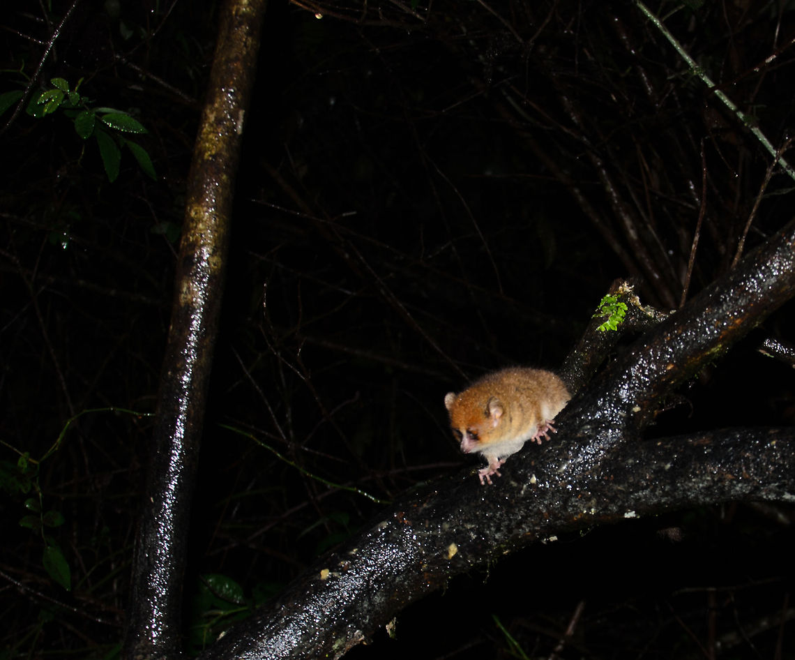 Rufous mouse lemur, the world's smallest primate What do you do after a day-long exhausting walk in the Ranomafana rainforest? You continue to do the night tour, to meet even more strange creatures, such as this Rufous mouse lemur, one of the world's smallest primates. <br />
Disclaimer: our guide put banana pulp on the bark of this tree to bring out the animal. Brown mouse lemur,Madagascar,Microcebus rufus,Ranomafana National Park