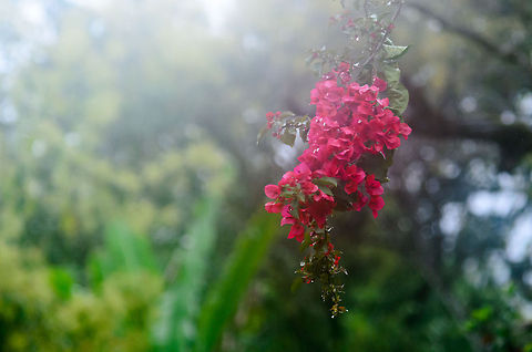 Pink Bougainvillea flowers in Ranomafana, Madagascar  Bougainvillea,Bougainvillea glabra,Madagascar,Ranomafana National Park