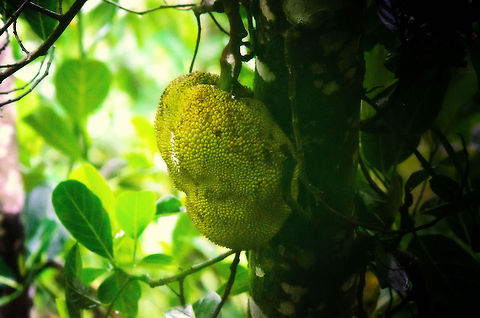 Jack fruit in Madagascar Update: identified as Jack fruit.

I have no idea what this is, only that it is very large and colorful. Found in Ranomafana, Madagascar. Artocarpus heterophyllus,Jackfruit,Madagascar,Ranomafana National Park