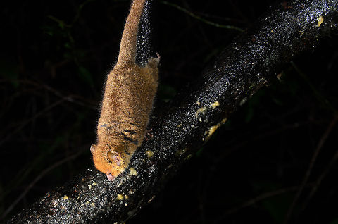 A very careful Brown mouse lemur This little brown mouse lemur is eating banana pulp from the bark of a tree in Ranomafana, Madagascar. The position it is in highlights their very shy and careful nature, using its tail as an exit strategy to leap back high up in the trees at the slightest sense of danger. Brown mouse lemur,Geotagged,Madagascar,Microcebus rufus,Ranomafana National Park