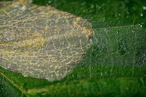 Leaf miner - Cameraria ohridella? Heesch, Netherlands I found another leaf infected with a leaf miner and figured to inspect it at high magnification (5x). Much to my surprise, the larva was still in there, actively feeding. As it sits in between the leaf tissue, it has this ghostly appearance, very hard to get in focus. I only took single shots, not stacks, due to the subject moving so much.

My theory is that this may be Cameraria ohridella, it matches the host plant and there's superficial visual resemblance. Not at all confident though.
https://www.jungledragon.com/image/96371/leaf_miner_-_cameraria_ohridella_-_2_heesch_netherlands.html
https://www.jungledragon.com/image/96370/leaf_miner_-_cameraria_ohridella_-_closeup_heesch_netherlands.html
https://www.youtube.com/watch?v=DQ7W0KoNcd4 Extreme Macro,Heesch,The Netherlands