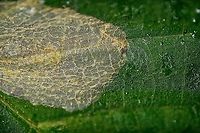 Leaf miner - Cameraria ohridella? Heesch, Netherlands I found another leaf infected with a leaf miner and figured to inspect it at high magnification (5x). Much to my surprise, the larva was still in there, actively feeding. As it sits in between the leaf tissue, it has this ghostly appearance, very hard to get in focus. I only took single shots, not stacks, due to the subject moving so much.<br />
<br />
My theory is that this may be Cameraria ohridella, it matches the host plant and there's superficial visual resemblance. Not at all confident though.<br />
https://www.jungledragon.com/image/96371/leaf_miner_-_cameraria_ohridella_-_2_heesch_netherlands.html<br />
https://www.jungledragon.com/image/96370/leaf_miner_-_cameraria_ohridella_-_closeup_heesch_netherlands.html<br />
https://www.youtube.com/watch?v=DQ7W0KoNcd4 Extreme Macro,Heesch,The Netherlands