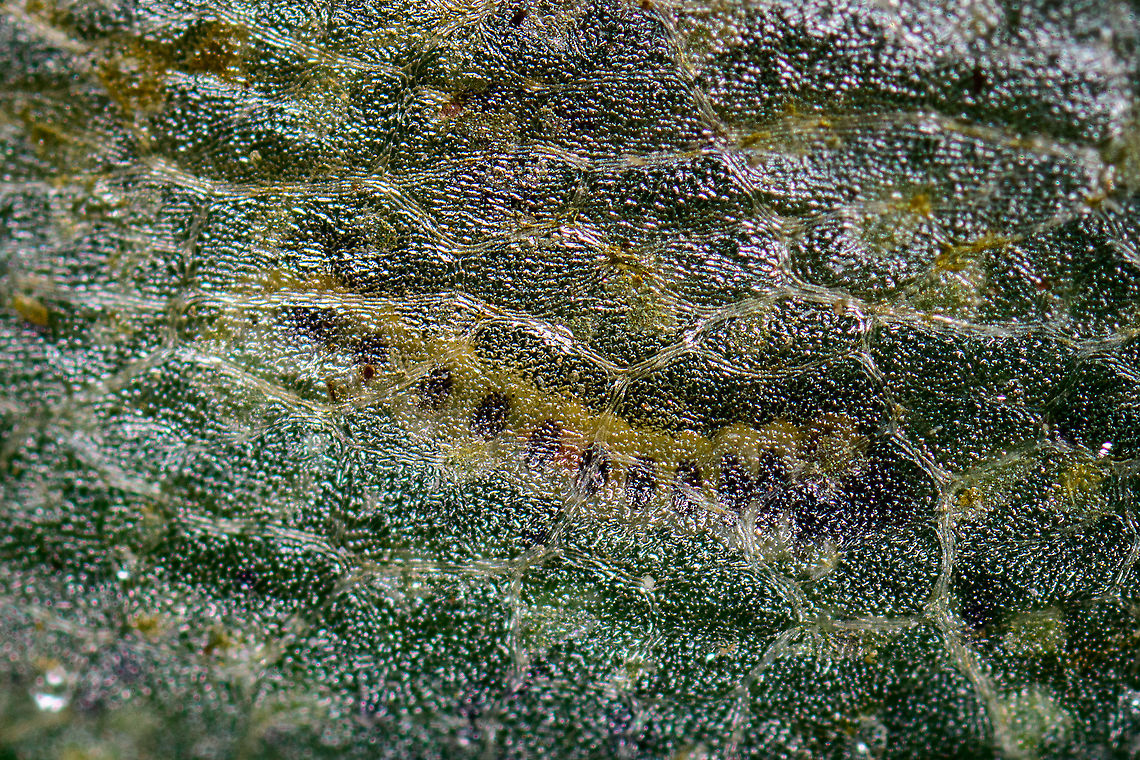 Leaf miner - Cameraria ohridella? - closeup, Heesch, Netherlands I found another leaf infected with a leaf miner and figured to inspect it at high magnification (5x). Much to my surprise, the larva was still in there, actively feeding. As it sits in between the leaf tissue, it has this ghostly appearance, very hard to get in focus. I only took single shots, not stacks, due to the subject moving so much.<br />
<br />
My theory is that this may be Cameraria ohridella, it matches the host plant and there&#039;s superficial visual resemblance. Not at all confident though.<br />
<figure class="photo"><a href="https://www.jungledragon.com/image/96369/leaf_miner_-_cameraria_ohridella_heesch_netherlands.html" title="Leaf miner - Cameraria ohridella? Heesch, Netherlands"><img src="https://s3.amazonaws.com/media.jungledragon.com/images/2/96369_thumb.jpg?AWSAccessKeyId=05GMT0V3GWVNE7GGM1R2&Expires=1759968010&Signature=GVwKa8QdCPGPP7l8UDRUUSkK68w%3D" width="200" height="134" alt="Leaf miner - Cameraria ohridella? Heesch, Netherlands I found another leaf infected with a leaf miner and figured to inspect it at high magnification (5x). Much to my surprise, the larva was still in there, actively feeding. As it sits in between the leaf tissue, it has this ghostly appearance, very hard to get in focus. I only took single shots, not stacks, due to the subject moving so much.<br />
<br />
My theory is that this may be Cameraria ohridella, it matches the host plant and there&#039;s superficial visual resemblance. Not at all confident though.<br />
https://www.jungledragon.com/image/96371/leaf_miner_-_cameraria_ohridella_-_2_heesch_netherlands.html<br />
https://www.jungledragon.com/image/96370/leaf_miner_-_cameraria_ohridella_-_closeup_heesch_netherlands.html<br />
https://www.youtube.com/watch?v=DQ7W0KoNcd4 Extreme Macro,Heesch,The Netherlands" /></a></figure><br />
<figure class="photo"><a href="https://www.jungledragon.com/image/96371/leaf_miner_-_cameraria_ohridella_-_2_heesch_netherlands.html" title="Leaf miner - Cameraria ohridella? - 2, Heesch, Netherlands"><img src="https://s3.amazonaws.com/media.jungledragon.com/images/2/96371_thumb.jpg?AWSAccessKeyId=05GMT0V3GWVNE7GGM1R2&Expires=1759968010&Signature=P6aSmTNVsAkFbo3qrr44HpCyQLo%3D" width="200" height="134" alt="Leaf miner - Cameraria ohridella? - 2, Heesch, Netherlands I found another leaf infected with a leaf miner and figured to inspect it at high magnification (5x). Much to my surprise, the larva was still in there, actively feeding. As it sits in between the leaf tissue, it has this ghostly appearance, very hard to get in focus. I only took single shots, not stacks, due to the subject moving so much.<br />
<br />
My theory is that this may be Cameraria ohridella, it matches the host plant and there&#039;s superficial visual resemblance. Not at all confident though.<br />
https://www.jungledragon.com/image/96369/leaf_miner_-_cameraria_ohridella_heesch_netherlands.html<br />
https://www.jungledragon.com/image/96370/leaf_miner_-_cameraria_ohridella_-_closeup_heesch_netherlands.html<br />
https://www.youtube.com/watch?v=DQ7W0KoNcd4 Extreme Macro,Heesch,The Netherlands" /></a></figure><br />
<section class="video"><iframe width="448" height="282" src="https://www.youtube-nocookie.com/embed/DQ7W0KoNcd4?hd=1&autoplay=0&rel=0" frameborder="0" allowfullscreen></iframe></section> Extreme Macro,Heesch,The Netherlands