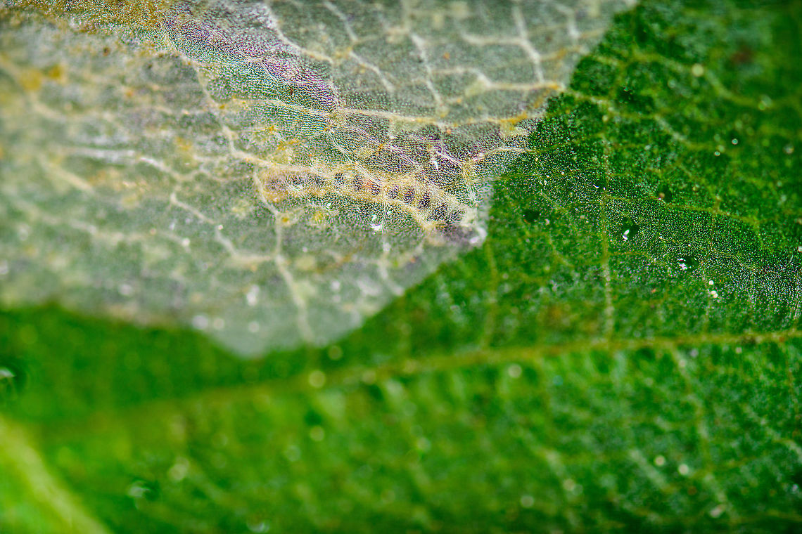 Leaf miner - Cameraria ohridella? - 2, Heesch, Netherlands I found another leaf infected with a leaf miner and figured to inspect it at high magnification (5x). Much to my surprise, the larva was still in there, actively feeding. As it sits in between the leaf tissue, it has this ghostly appearance, very hard to get in focus. I only took single shots, not stacks, due to the subject moving so much.<br />
<br />
My theory is that this may be Cameraria ohridella, it matches the host plant and there&#039;s superficial visual resemblance. Not at all confident though.<br />
<figure class="photo"><a href="https://www.jungledragon.com/image/96369/leaf_miner_-_cameraria_ohridella_heesch_netherlands.html" title="Leaf miner - Cameraria ohridella? Heesch, Netherlands"><img src="https://s3.amazonaws.com/media.jungledragon.com/images/2/96369_thumb.jpg?AWSAccessKeyId=05GMT0V3GWVNE7GGM1R2&Expires=1759968010&Signature=GVwKa8QdCPGPP7l8UDRUUSkK68w%3D" width="200" height="134" alt="Leaf miner - Cameraria ohridella? Heesch, Netherlands I found another leaf infected with a leaf miner and figured to inspect it at high magnification (5x). Much to my surprise, the larva was still in there, actively feeding. As it sits in between the leaf tissue, it has this ghostly appearance, very hard to get in focus. I only took single shots, not stacks, due to the subject moving so much.<br />
<br />
My theory is that this may be Cameraria ohridella, it matches the host plant and there&#039;s superficial visual resemblance. Not at all confident though.<br />
https://www.jungledragon.com/image/96371/leaf_miner_-_cameraria_ohridella_-_2_heesch_netherlands.html<br />
https://www.jungledragon.com/image/96370/leaf_miner_-_cameraria_ohridella_-_closeup_heesch_netherlands.html<br />
https://www.youtube.com/watch?v=DQ7W0KoNcd4 Extreme Macro,Heesch,The Netherlands" /></a></figure><br />
<figure class="photo"><a href="https://www.jungledragon.com/image/96370/leaf_miner_-_cameraria_ohridella_-_closeup_heesch_netherlands.html" title="Leaf miner - Cameraria ohridella? - closeup, Heesch, Netherlands"><img src="https://s3.amazonaws.com/media.jungledragon.com/images/2/96370_thumb.jpg?AWSAccessKeyId=05GMT0V3GWVNE7GGM1R2&Expires=1759968010&Signature=2tGG4h8UxyeThsDH3nJTZ3QgEd8%3D" width="200" height="134" alt="Leaf miner - Cameraria ohridella? - closeup, Heesch, Netherlands I found another leaf infected with a leaf miner and figured to inspect it at high magnification (5x). Much to my surprise, the larva was still in there, actively feeding. As it sits in between the leaf tissue, it has this ghostly appearance, very hard to get in focus. I only took single shots, not stacks, due to the subject moving so much.<br />
<br />
My theory is that this may be Cameraria ohridella, it matches the host plant and there&#039;s superficial visual resemblance. Not at all confident though.<br />
https://www.jungledragon.com/image/96369/leaf_miner_-_cameraria_ohridella_heesch_netherlands.html<br />
https://www.jungledragon.com/image/96371/leaf_miner_-_cameraria_ohridella_-_2_heesch_netherlands.html<br />
https://www.youtube.com/watch?v=DQ7W0KoNcd4 Extreme Macro,Heesch,The Netherlands" /></a></figure><br />
<section class="video"><iframe width="448" height="282" src="https://www.youtube-nocookie.com/embed/DQ7W0KoNcd4?hd=1&autoplay=0&rel=0" frameborder="0" allowfullscreen></iframe></section> Extreme Macro,Heesch,The Netherlands
