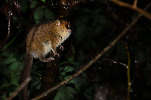 Brown mouse lemur side view One of the smallest primates of the world, this little brown mouse lemur was spotted during a night walk in Ranomafana, Madagascar. Brown mouse lemur,Geotagged,Madagascar,Microcebus rufus,Ranomafana National Park