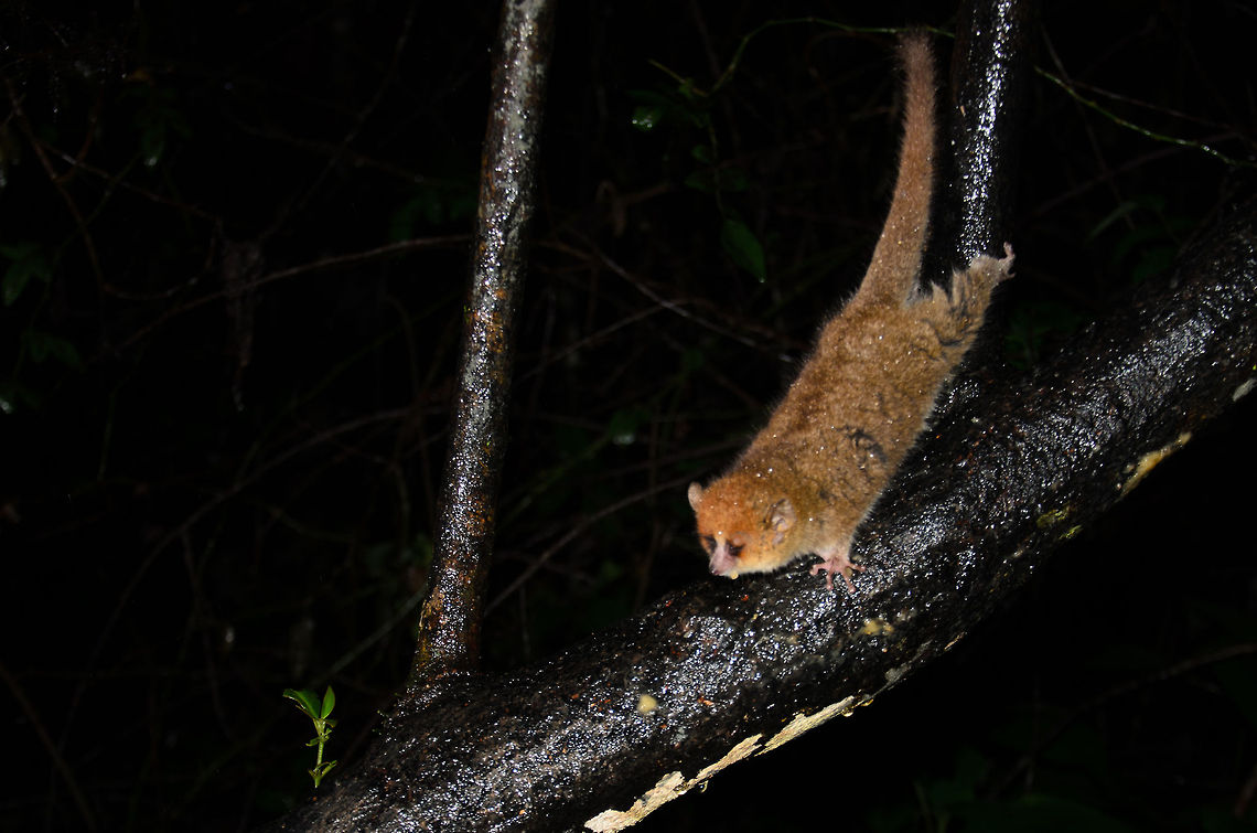 Brown mouse lemur hanging by tail This little brown mouse lemur cannot resist the smell of banana pulp and cautiously climbs down from this tree to reach it. Brown mouse lemur,Geotagged,Madagascar,Microcebus rufus,Ranomafana National Park